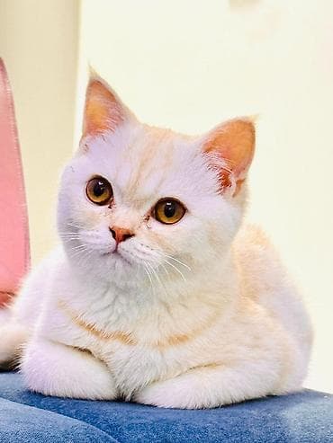 Британская короткошёрстная кошка, окрас крем-пойнт/кремовый с нежными