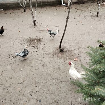 сколько стоит щенок дратхаара: Продаю | Крольчиха (самка) | Для разведения — 1