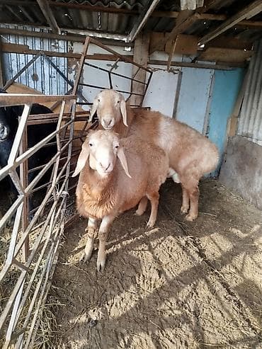 сөөл жан: Сатам | Кочкор (эркек) | Арашан — 2