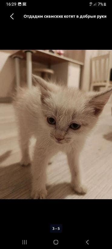 котята сиамские купить: Мальчик, Приучена к лотку — 2