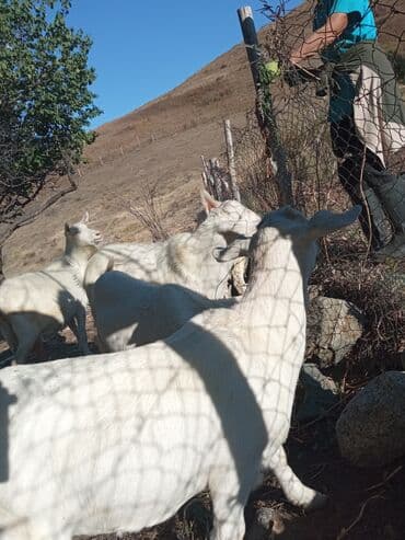 домик для собаки: Сатам | Эчки (ургаачы) | Заанен | Сүт алуу үчүн — 3