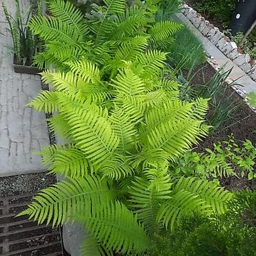 дорого: Папоротник садовый (декоративный многолетник) - Крупные, ажурные вайи — 2