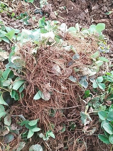 продам клубнику: Ассалам алайкум! Клубника кочот сатылат. Таза аралашмасы жок местный — 2