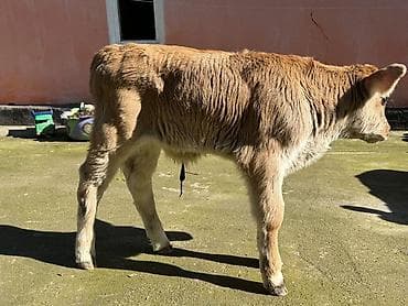 Услуги ветеринара: Продаю | Бык (самец), Музоо, торпок | Швицкая | На откорм, На забой, Для разведения | Искусственник — 5