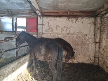 кошки без шерсти: Продаю | Кобыла (самка) | На забой | Племенные — 4