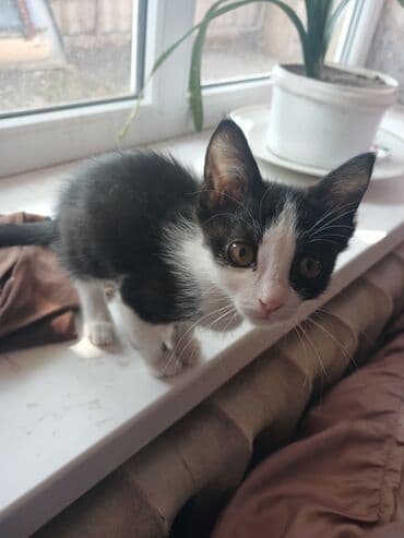 домашние кошки: Кошка даром: Беспородная, 4 месяца, Девочка, Приучена к лотку — 1