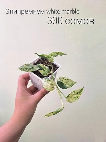 сколько стоит мандарин: 🌿 Комнатные растения/цветы (укоренённые черенки/молодые — 5