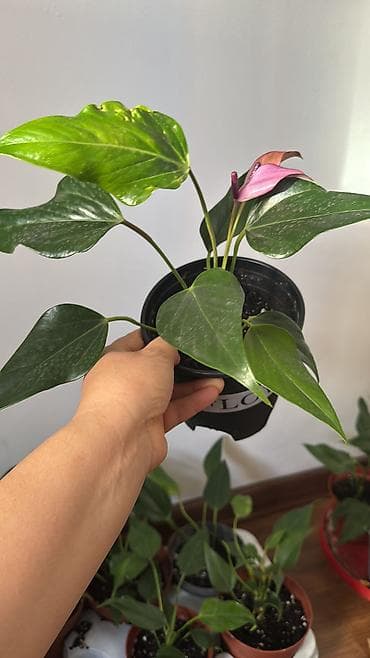 Денежное дерево: Антуриум зизу фиолетовый 100, Сансивиерия муншайн 220 сом — 2