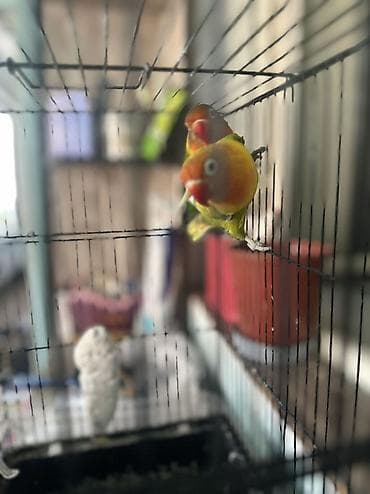 Пара неразлучников (Agapornis) в клетке. - Окрасы: один птиц зеленый — 2
