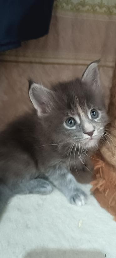купить кошку манчкин: Гиганты Кошачьего мира♥️ Мейн-Куны 🥰 Мини питомник не клеточного — 8