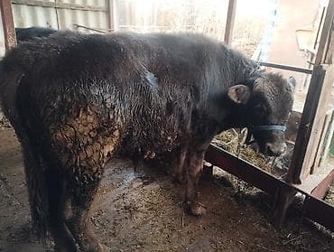 бекер иттер: Сатам | Бука (эркек) | Бордоп семиртүү үчүн | Байланган — 2