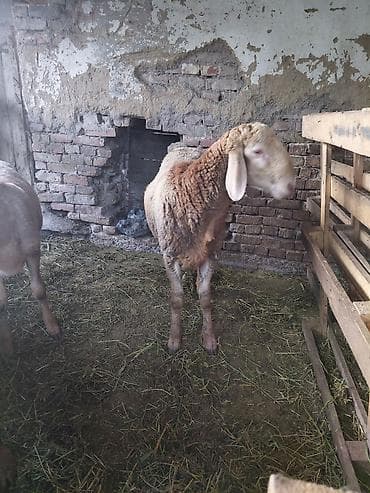 рыбы в аквариум купить: Продаю | Баран (самец) — 2
