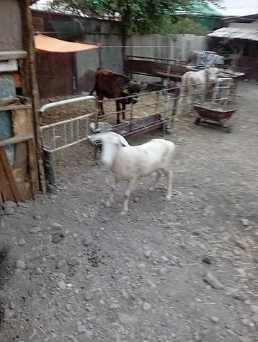 шпиц собака цена бишкек: Продаю | Овца (самка) — 1