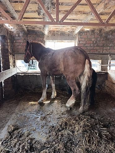 ат тарак: Продаю | Кобыла (самка) | Рабочий | Мерин — 2