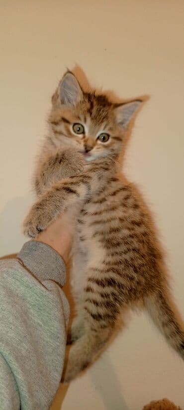 кошка домик: Срочно пожалуйста заберите котят одна веслоухая активные дружные — 7