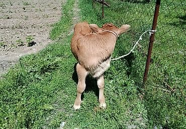 говяжий хвост: Продаю | Бык (самец) | На откорм | Племенные — 3