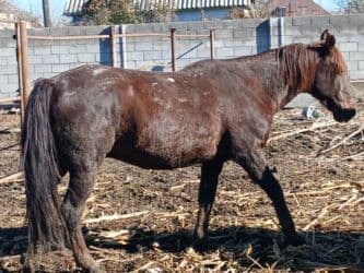 купить домик для кошки недорого: Продаю | Жеребец | На забой — 6