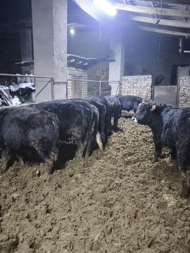 Башка жаныбарлар: Продаю бычки Каракольские возраст от года,на откорм аппетит у всех — 2