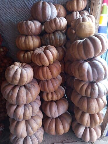 продам тыкву: Тыква столовая, разнообразные формы и калибр. рамашка,груша,японка. - — 2