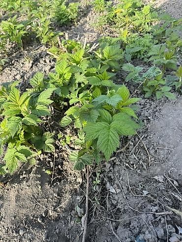 полесье: Малина Оптом — 6