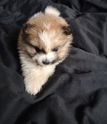 куплю собаку шпиц: Помиранский шпиц •Девочка •Родилась 14 .03.2026 •Окрас : пати-колор — 6