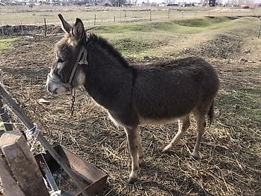 Эшек ургачы бир жаш