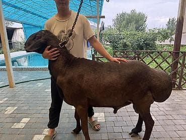 Животные: Продаю | Баран (самец) | Арашан | Для разведения | Осеменитель — 3