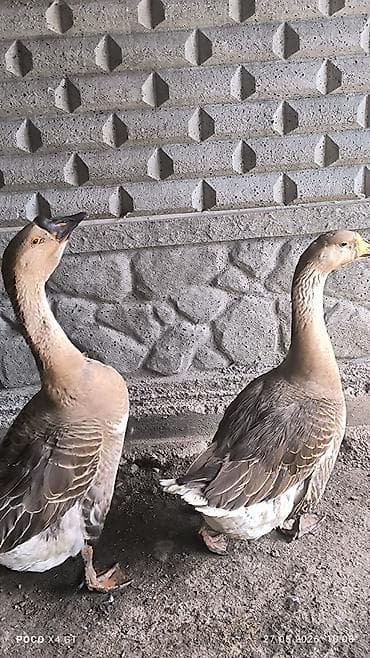 порода собака: Домашние гуси породы.Линда один Гусь и два Гусачки серо-коричневого — 5