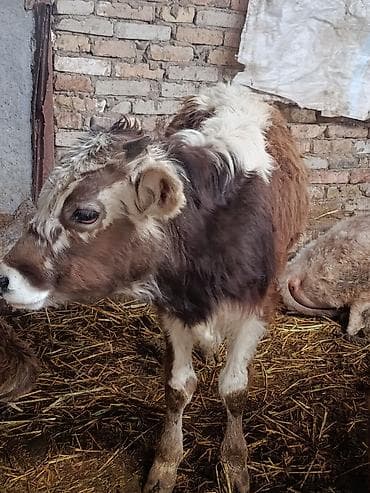 4 5мм: Сатам | Бука (эркек) — 1