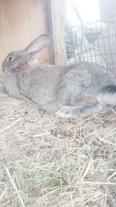 продажа щенков немецкой овчарки в бишкеке с документами: Срочно продам — 2