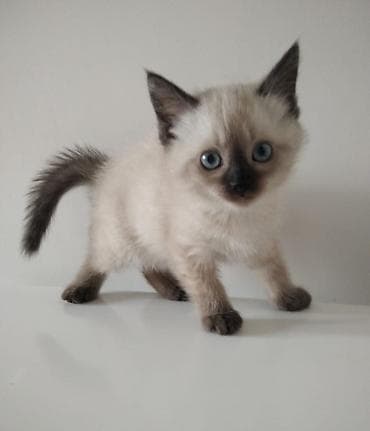 сиамский котенок цена: Сиамская, 2 месяца, Девочка, Приучена к лотку — 7