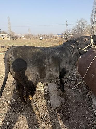 Продаю | Бык (самец) | Ангус | На откорм