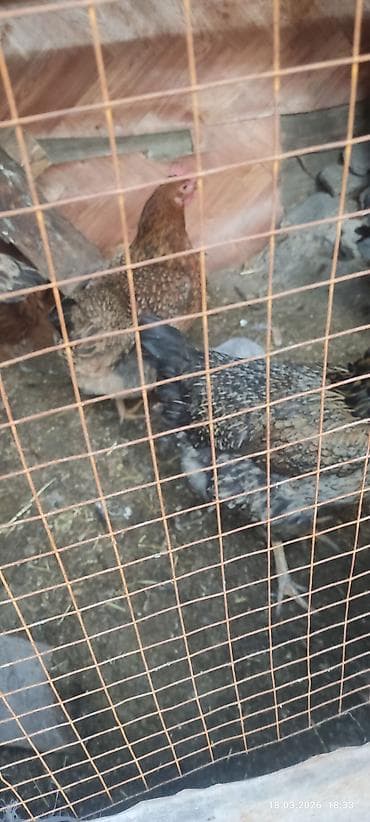 Тооктор, короздор: Сатам | Тооктор | Тебиштирүүчү | Көбөйтүү үчүн — 5