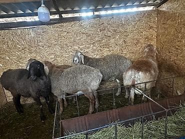 жаны асый: Сатам | Кочкор (эркек), Ургаачы кой (ургаачы) | Арашан | Көбөйтүү үчүн | Ургаачы — 9