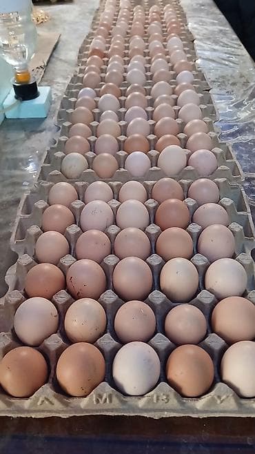 Инкубационные яйца джерсийский гигант чистокровные, линия с России