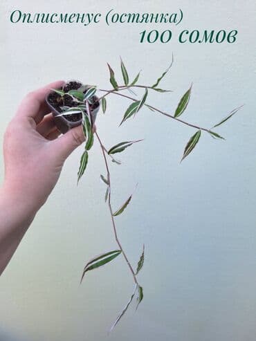 газон готовый: ● Комнатные растения (укоренённые черенки, молодые растения, взрослые — 23