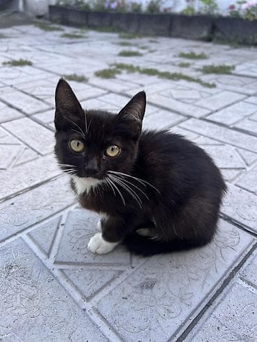 котята в дар: Кошка даром: Скотиш Страйт (Шотландская прямоухая), 3 месяца, Девочка, Приучена к лотку — 4