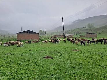 черные коты: Продаю | Овца (самка) | Для разведения — 1