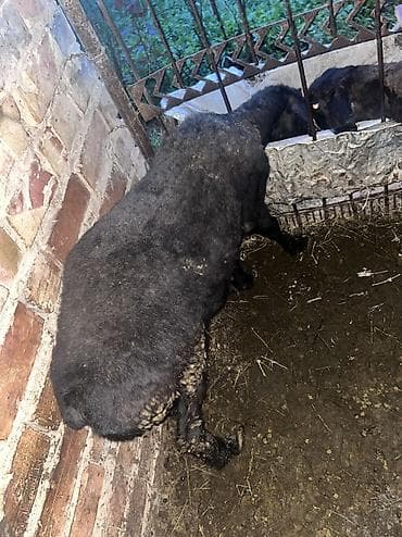 жаны асый: Сатам | Кочкор (эркек) | Союуга, Көбөйтүү үчүн | Ургаачы — 4