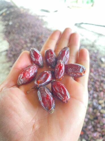 куплю саженцы плодовых деревьев в карабалта: Шиповник (Ит мурут) королевский и маленький сорт, чисто экологический — 2