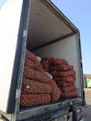 цена на капусту: Картошка В розницу — 2