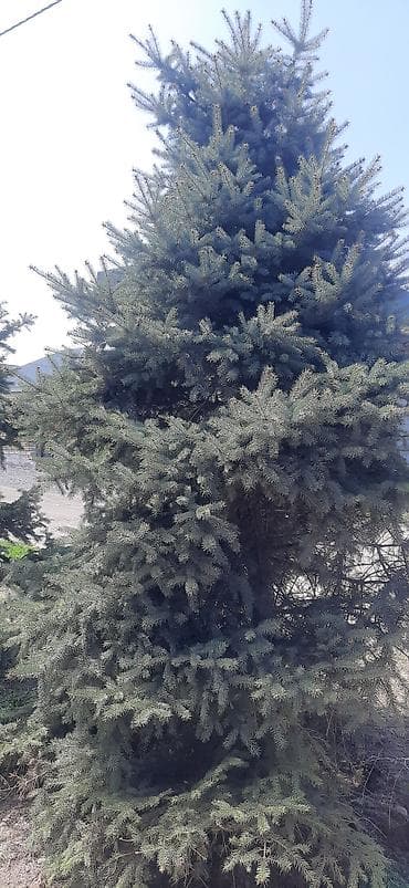 фикус бенджамена: Ель голубая (Picea pungens, Blue Spruce) для озеленения участков. - — 5