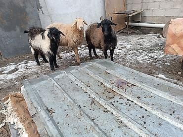 козел для случки: Продаю | Баран (самец) | Для разведения | Матка — 5