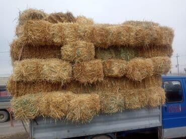 продажа щенков немецкой овчарки с документами в бишкеке: Прадаю клевир салома цена договорная званите — 6