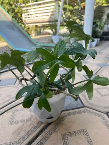 растение: Растение филодендрон в белом горшке. Листья имеют характерную — 1