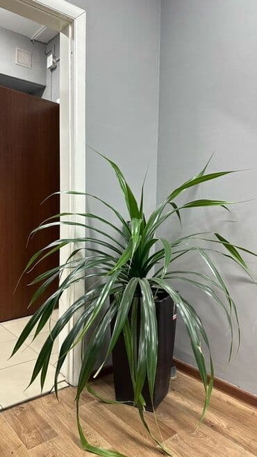 растения для аквариума: Декоративное растение в темном прямоугольном горшке. Длинные зеленые — 1