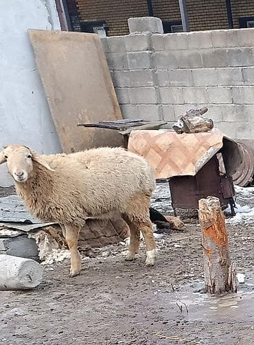 козел для случки: Продаю | Баран (самец) | Для разведения | Матка — 6