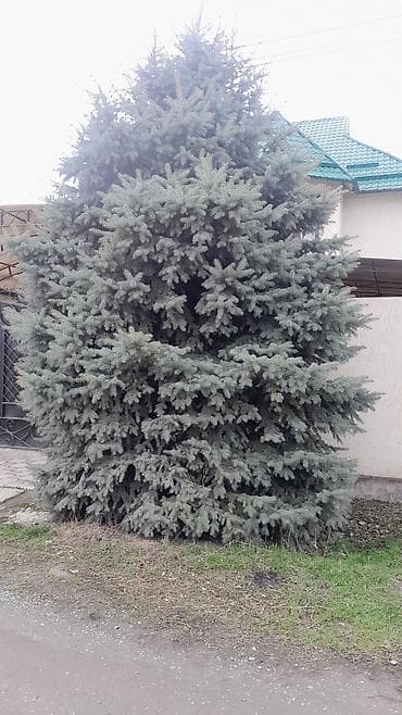 туя голубая ёлка: Ель колючая (Picea pungens), взрослая декоративная. Особенности: - — 2