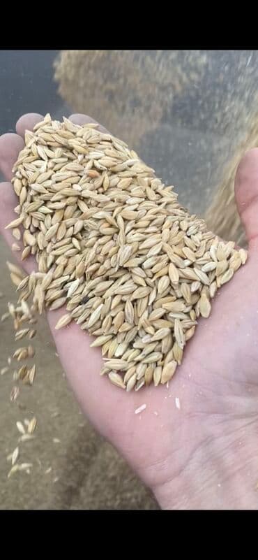наполнитель для животных: Ячмень с доставкой 
В мешках и россыпью — 1