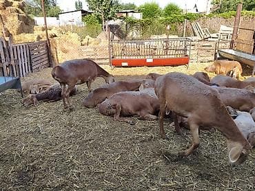 Продам с/х животных: Продаю | Овца (самка) | Арашан | Для разведения | Матка — 4